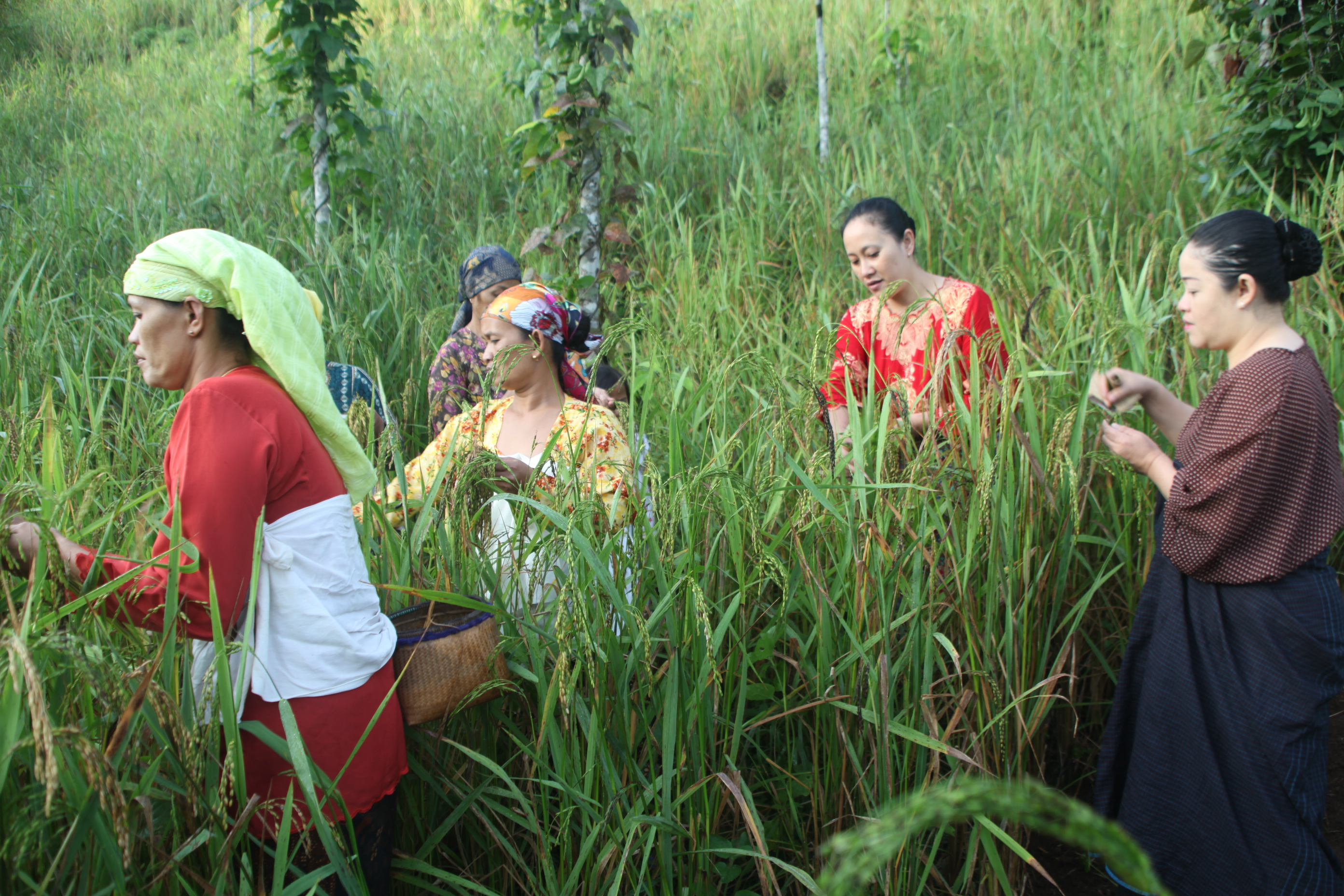 Peran Perempuan di Sawah